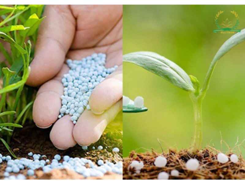 Giá phân đạm hôm nay