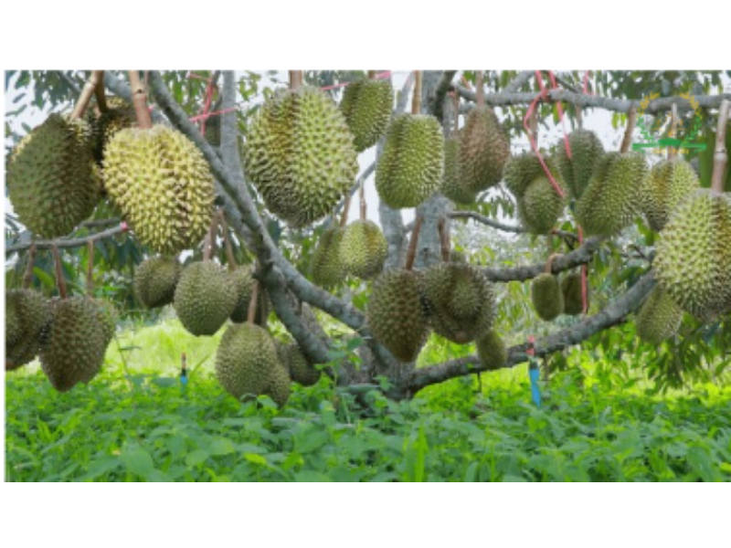 phân bón cho sầu riêng