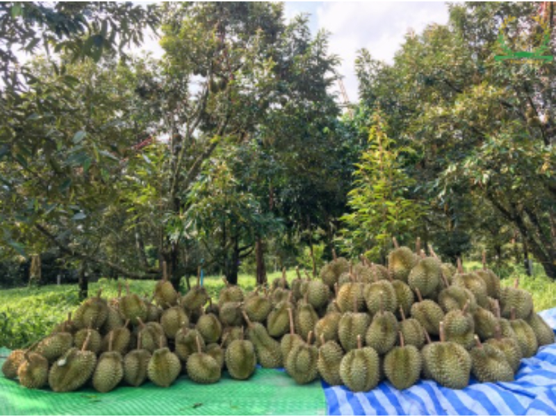 Bón lân cho cây sầu riêng