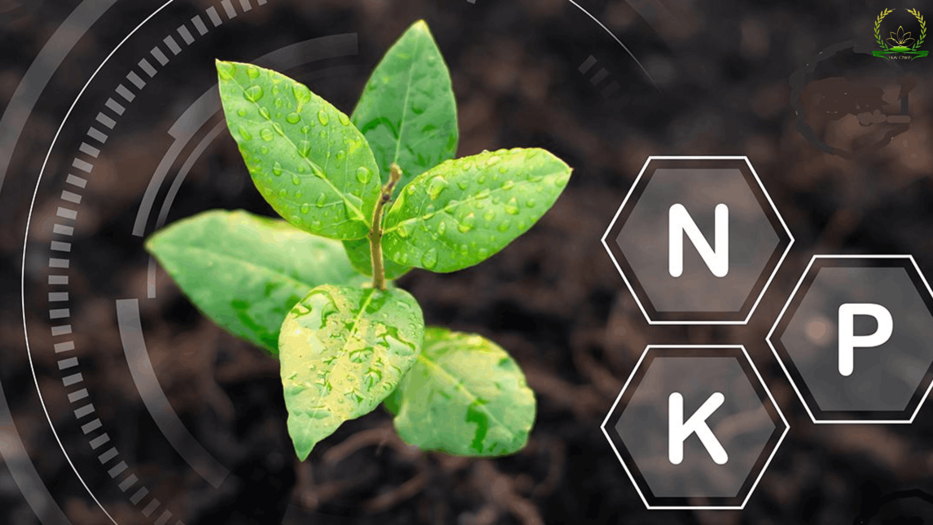 Phân bón đa lượng là gì? Bộ ba đa lượng NPK nền tảng cho vườn cây năng suất