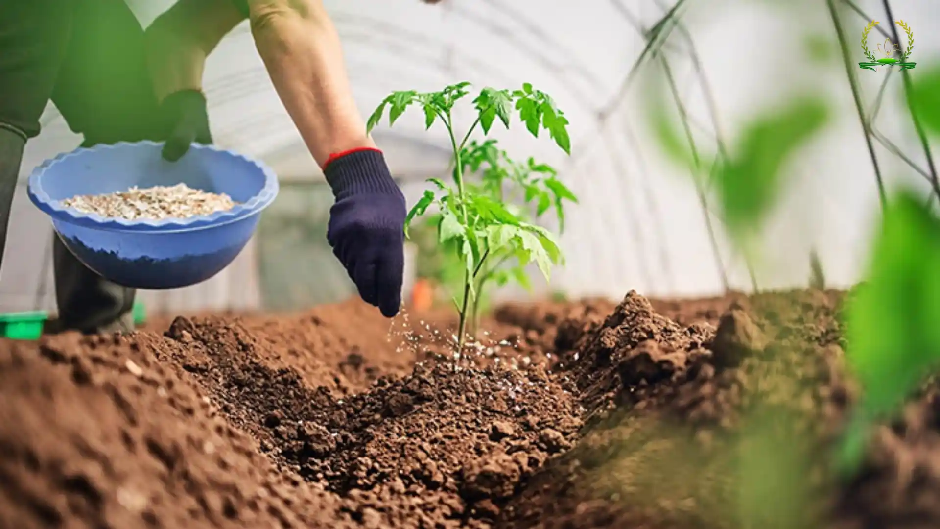 Bón phân cho cây nhằm mục đích gì