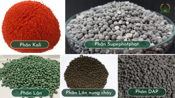 Review Top 5+ các loại phân bón hóa học phổ biến nhất hiện nay