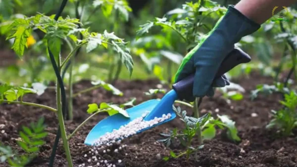 5 Cách Xử Lý Bón Phân Nhiều Cây Chết Hiệu Quả Và Nhanh Chóng