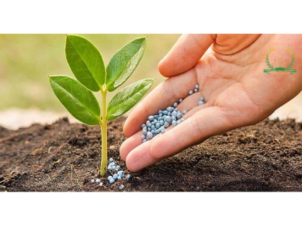 Phân bón giả là gì? Cách nhận biết để tránh thiệt hại