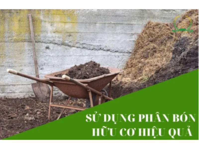 Cách sử dụng phân bón hữu cơ truyền thống hiệu quả